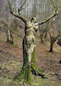 Tree Lady
